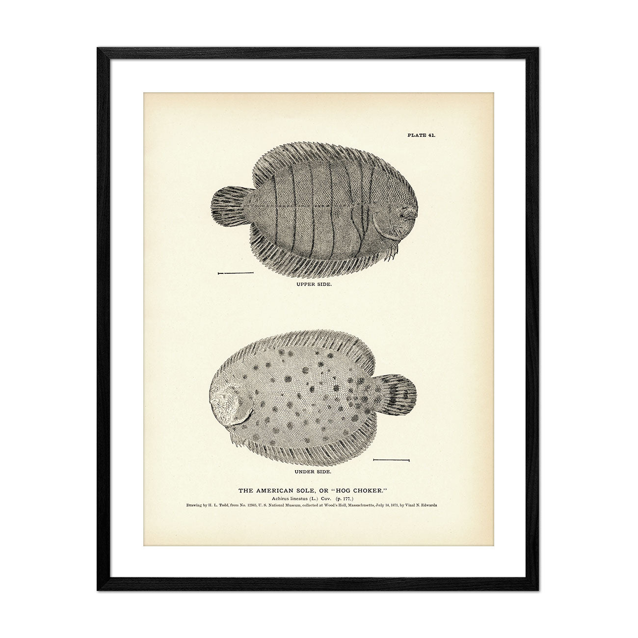 American Sole (Hog Choker) Art Print - Muir Way - Fisheries