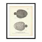 American Sole (Hog Choker) Art Print - Muir Way - Fisheries