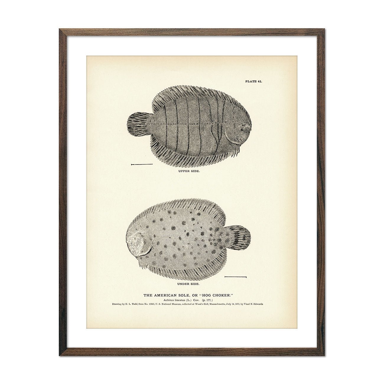 American Sole (Hog Choker) Art Print - Muir Way - Fisheries