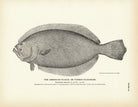 American Plaice (Turbot - Flounder) Art Print - Muir Way - Fisheries
