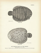 American Sole (Hog Choker) Art Print - Muir Way - Fisheries