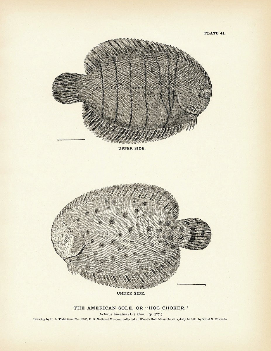 American Sole (Hog Choker) Art Print - Muir Way - Fisheries