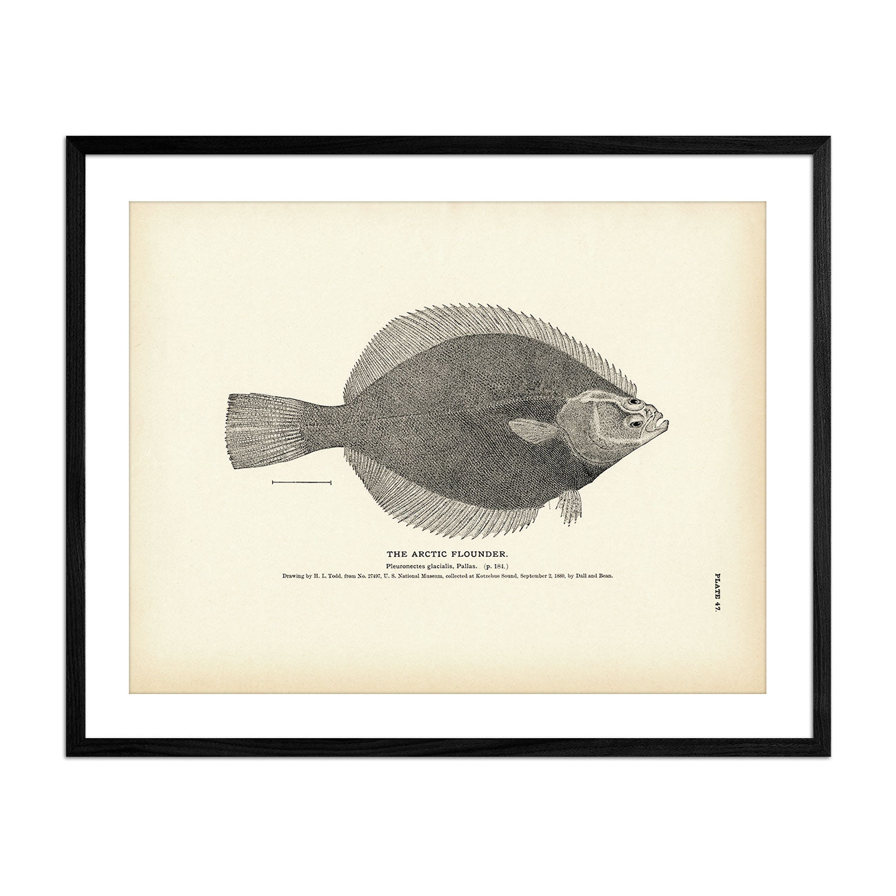Arctic Flounder Art Print - Muir Way - Fisheries