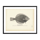 Arctic Flounder Art Print - Muir Way - Fisheries