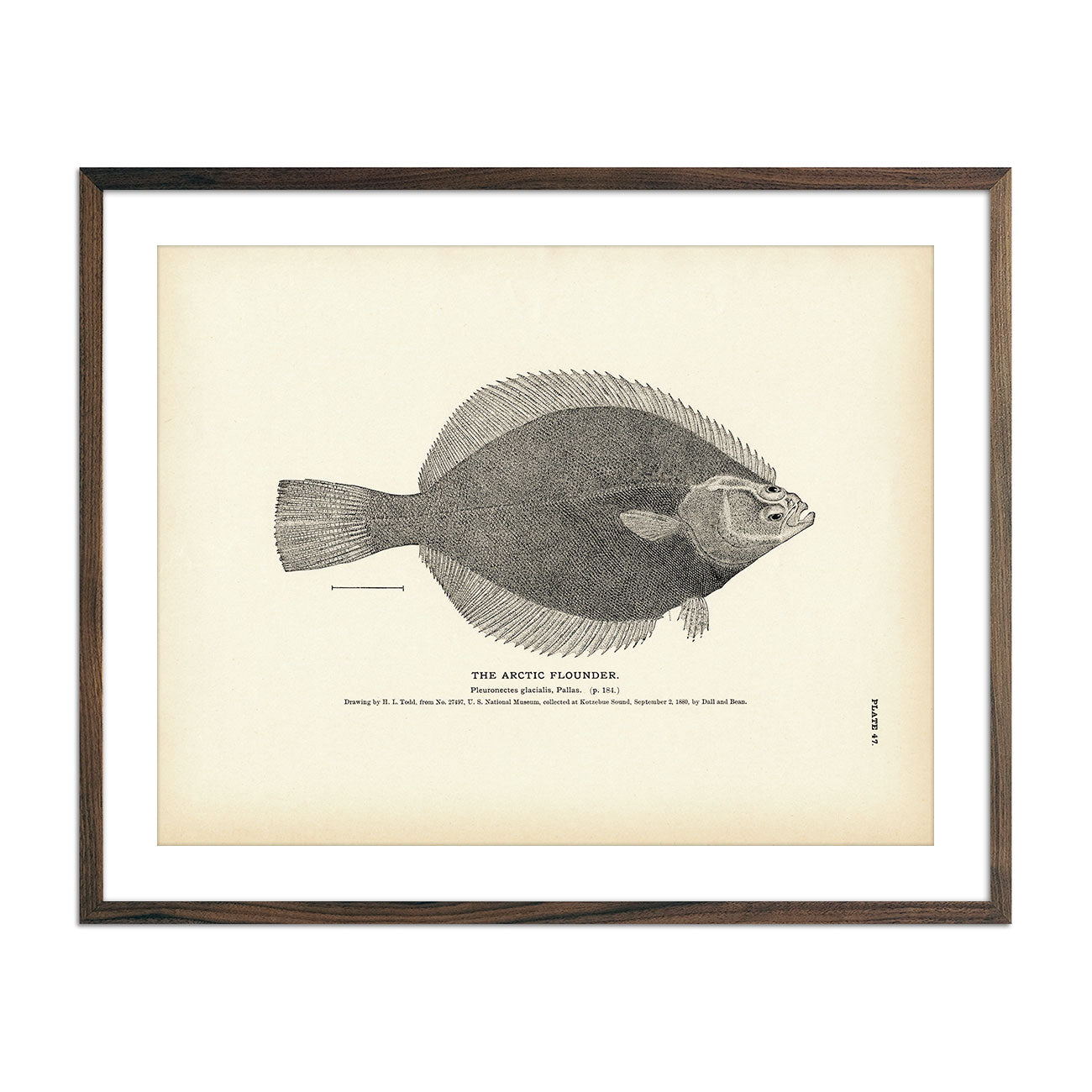 Vintage Arctic Flounder fish print