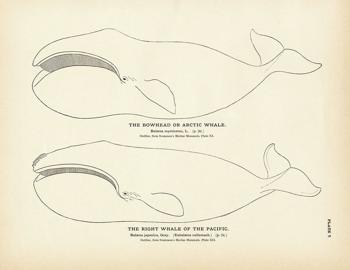 Arctic Whale (Bowhead) and the Right Whale of the Pacific Art Print - Muir Way - Fisheries