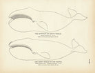 Arctic Whale (Bowhead) and the Right Whale of the Pacific Art Print - Muir Way - Fisheries