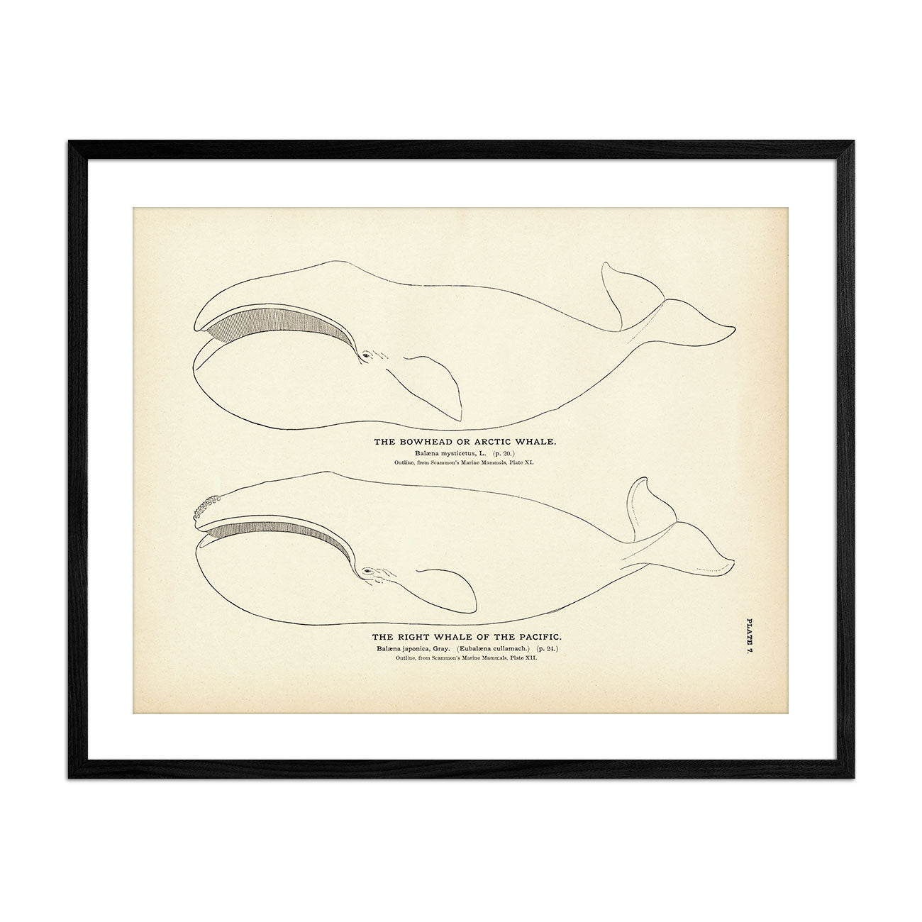 Arctic Whale (Bowhead) and the Right Whale of the Pacific Art Print - Muir Way - Fisheries