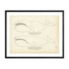 Arctic Whale (Bowhead) and the Right Whale of the Pacific Art Print - Muir Way - Fisheries