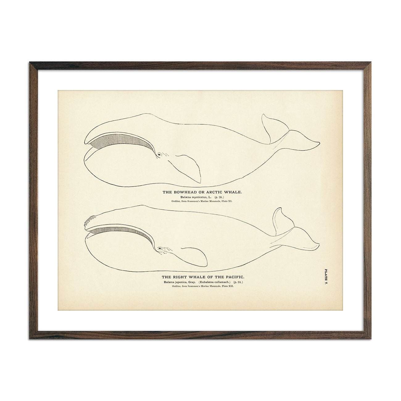 Arctic Whale (Bowhead) and the Right Whale of the Pacific Art Print - Muir Way - Fisheries