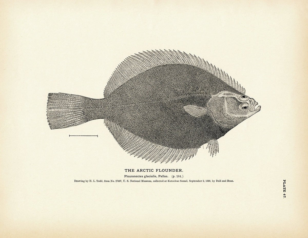 Arctic Flounder Art Print - Muir Way - Fisheries