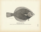 Arctic Flounder Art Print - Muir Way - Fisheries