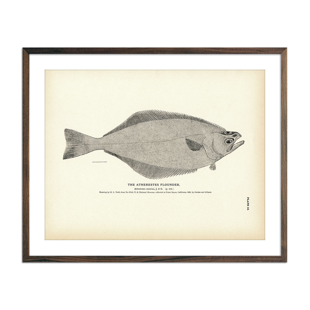 Atherestes Flounder Art Print - Muir Way - Fisheries