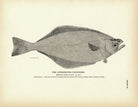 Atherestes Flounder Art Print - Muir Way - Fisheries
