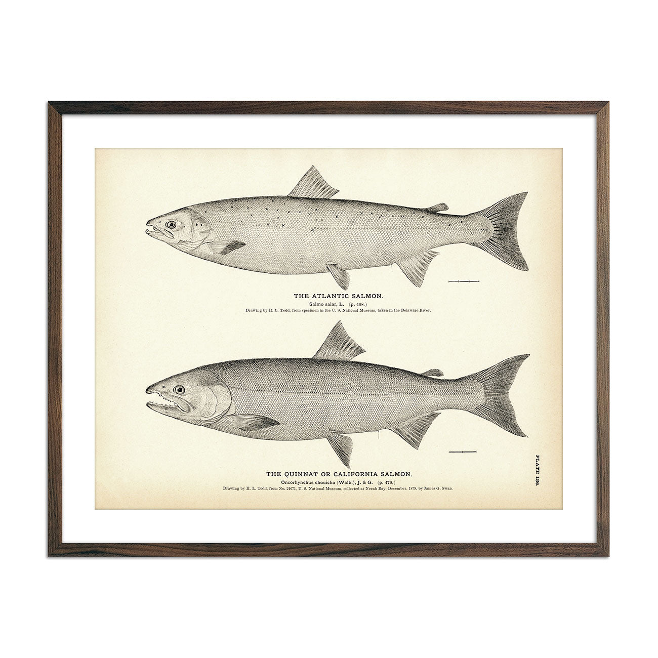 Atlantic Salmon and Quinnat (California Salmon) Art Print - Muir Way - Fisheries