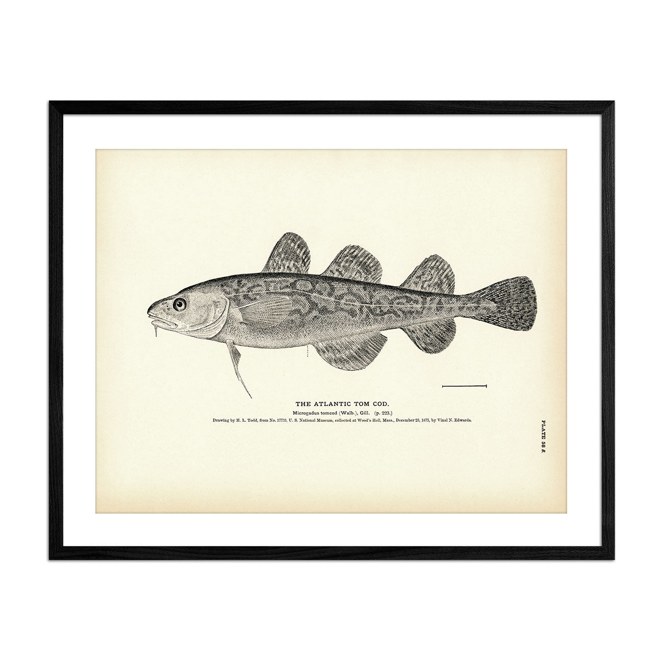 Atlantic Tom Cod Art Print - Muir Way - Fisheries