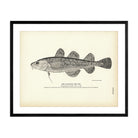 Atlantic Tom Cod Art Print - Muir Way - Fisheries