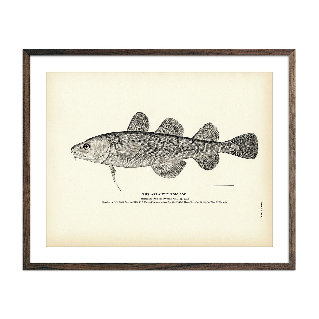 Atlantic Tom Cod Art Print - Muir Way - Fisheries