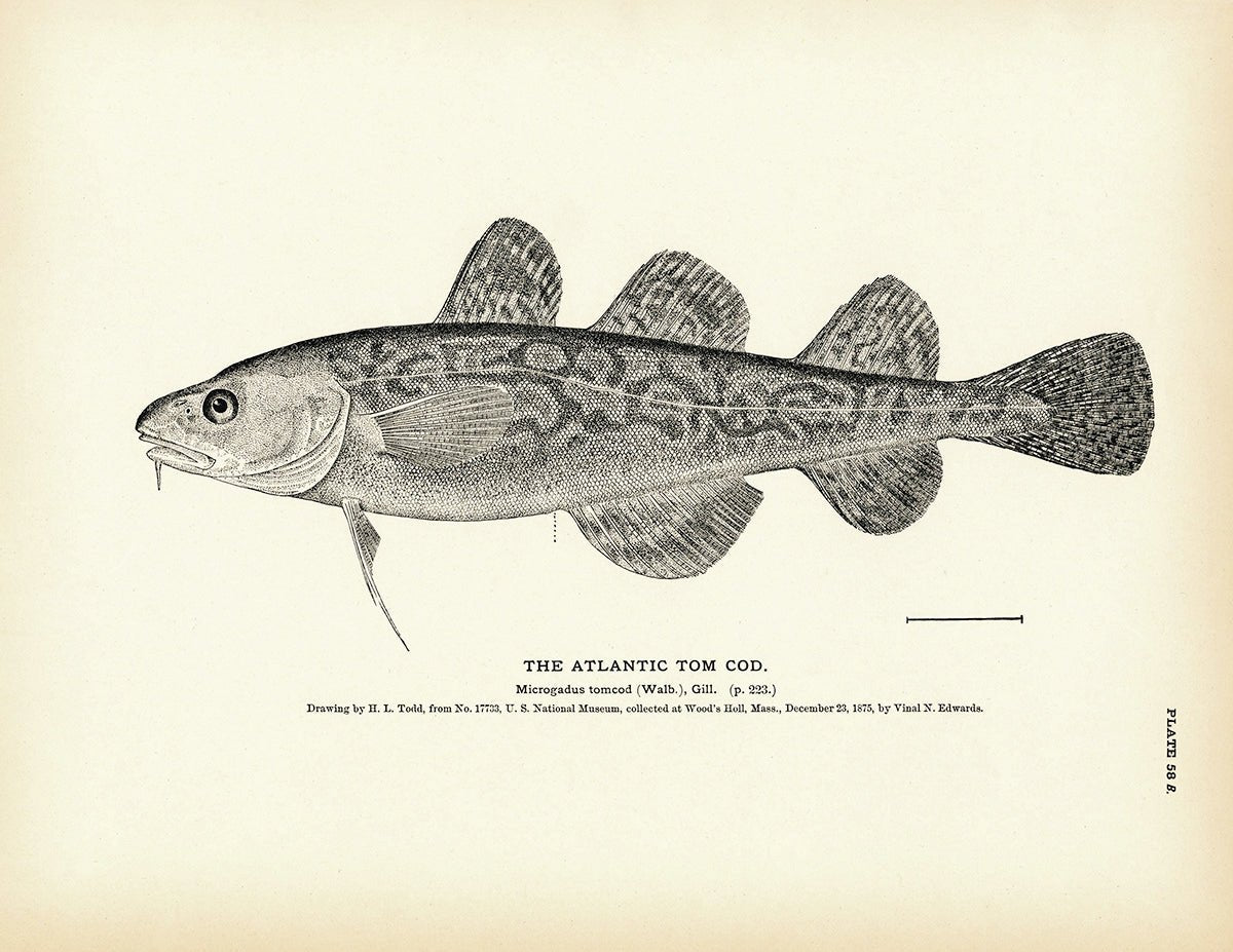 Atlantic Tom Cod Art Print - Muir Way - Fisheries
