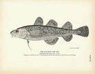 Atlantic Tom Cod Art Print - Muir Way - Fisheries