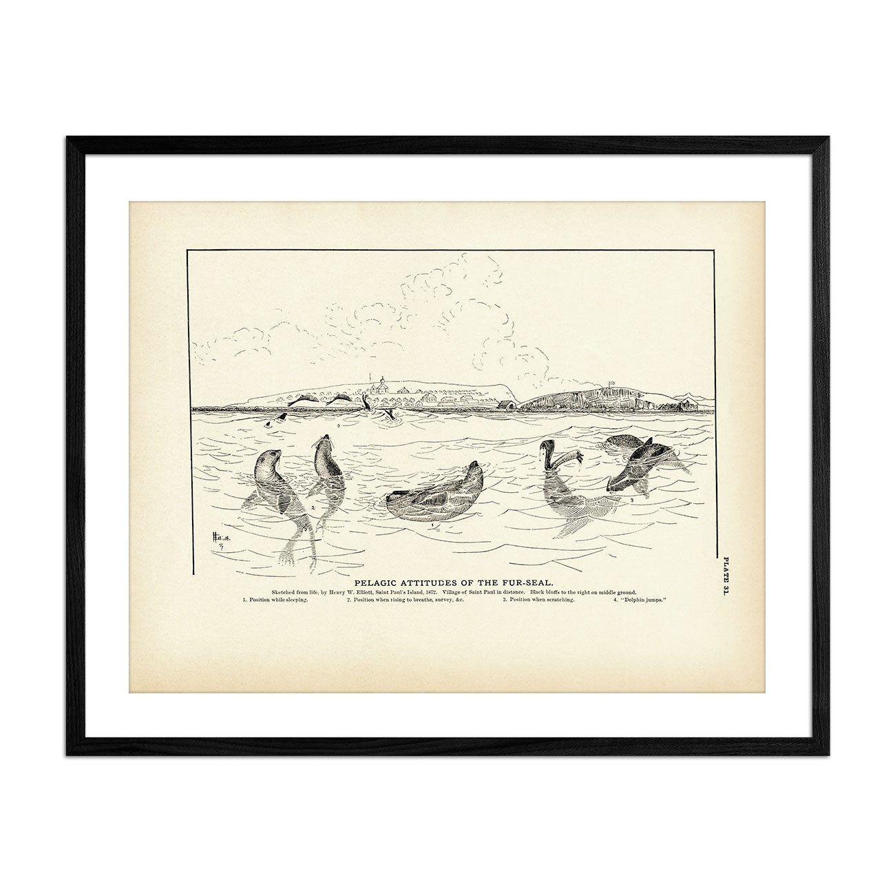 Pelagic Attitudes of the Fur - Seal Art Print - Muir Way - Fisheries