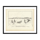 Pelagic Attitudes of the Fur - Seal Art Print - Muir Way - Fisheries