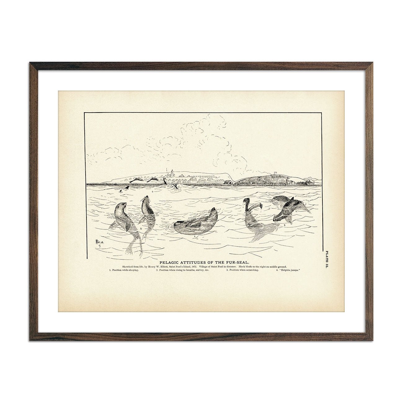 Pelagic Attitudes of the Fur - Seal Art Print - Muir Way - Fisheries