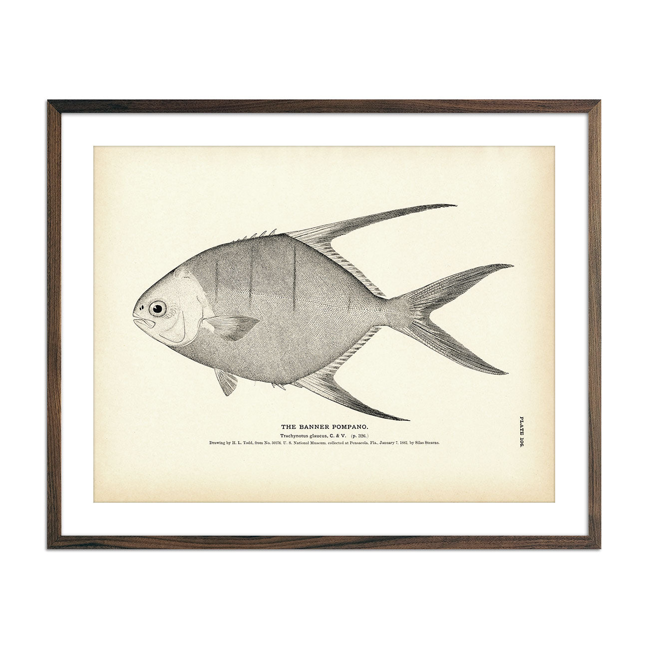 Banner Pompano Art Print - Muir Way - Fisheries