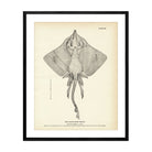 Barn - Door Skate Art Print - Muir Way - Fisheries