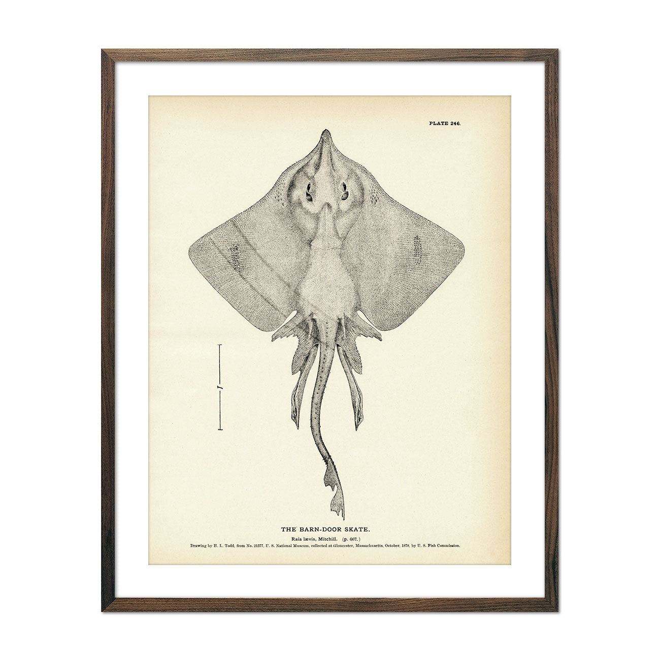 Vintage Barn-Door Skate fish print