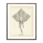 Barn - Door Skate Art Print - Muir Way - Fisheries