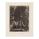 Base of Grizzly Giant, Yosemite 1868 - Muir Way - Photograph