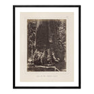 Base of Grizzly Giant, Yosemite 1868 - Muir Way - Photograph
