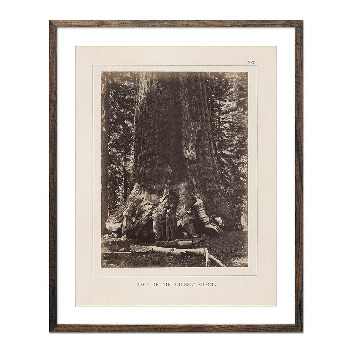 Base of Grizzly Giant, Yosemite 1868 - Muir Way - Photograph