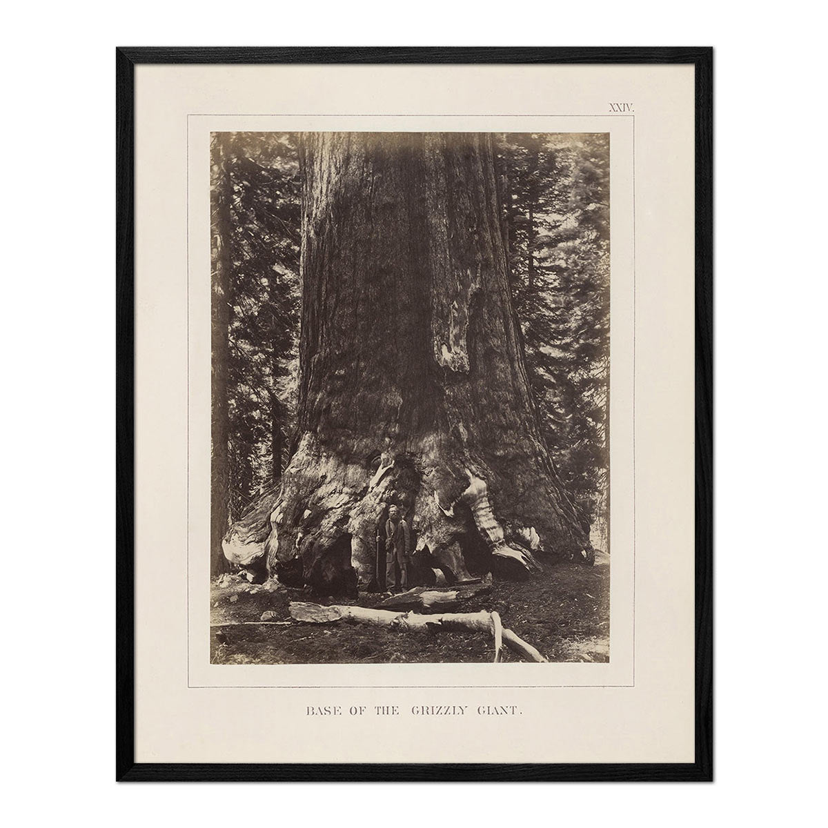 Base of Grizzly Giant, Yosemite 1868 - Muir Way - Photograph