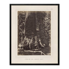 Base of Grizzly Giant, Yosemite 1868 - Muir Way - Photograph