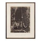 Base of Grizzly Giant, Yosemite 1868 - Muir Way - Photograph