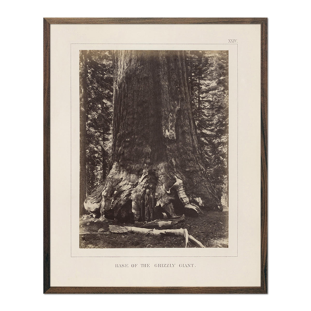 Base of Grizzly Giant, Yosemite 1868 - Muir Way - Photograph