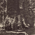 Base of Grizzly Giant, Yosemite 1868 - Muir Way - Photograph