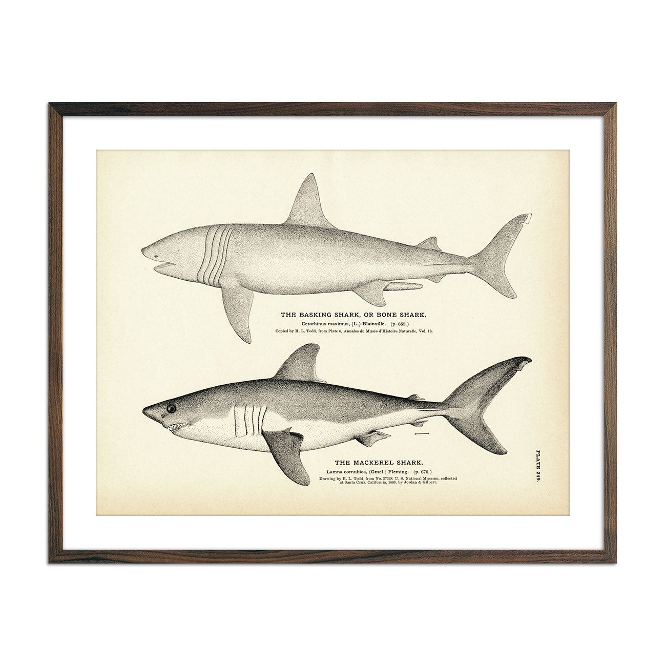 Basking Shark (Bone Shark) and Mackerel Shark Art Print - Muir Way - Fisheries