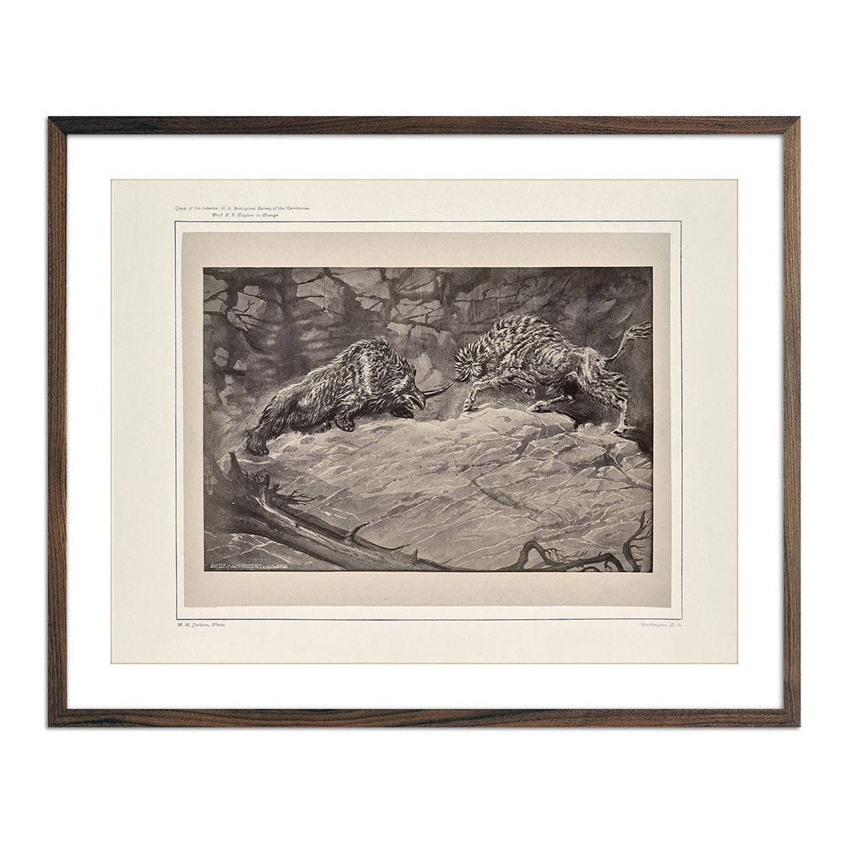 Battle of the Rhinoceros of the Urus, Yellowstone 1873 - Muir Way - Photograph