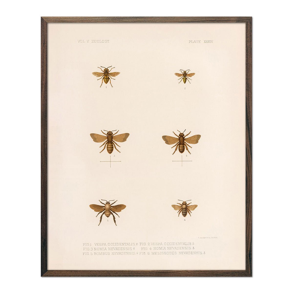 Bees Art Print - Muir Way - Animals