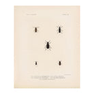 Beetles Art Print - Muir Way - Animals
