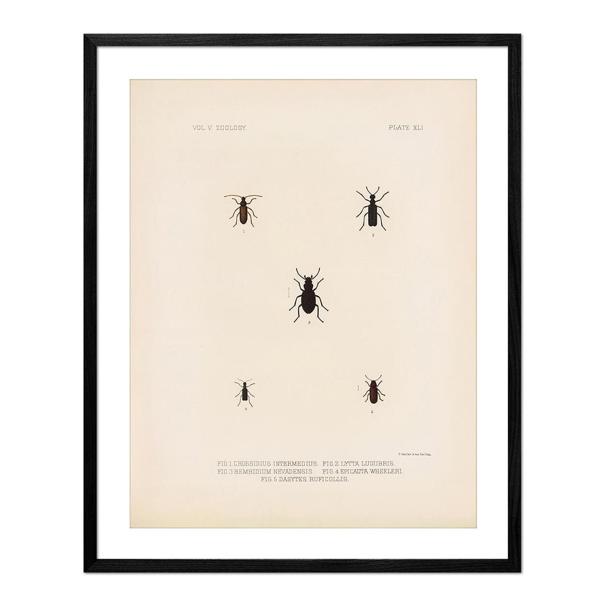 Beetles Art Print - Muir Way - Animals