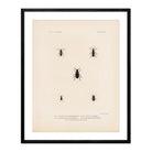 Beetles Art Print - Muir Way - Animals