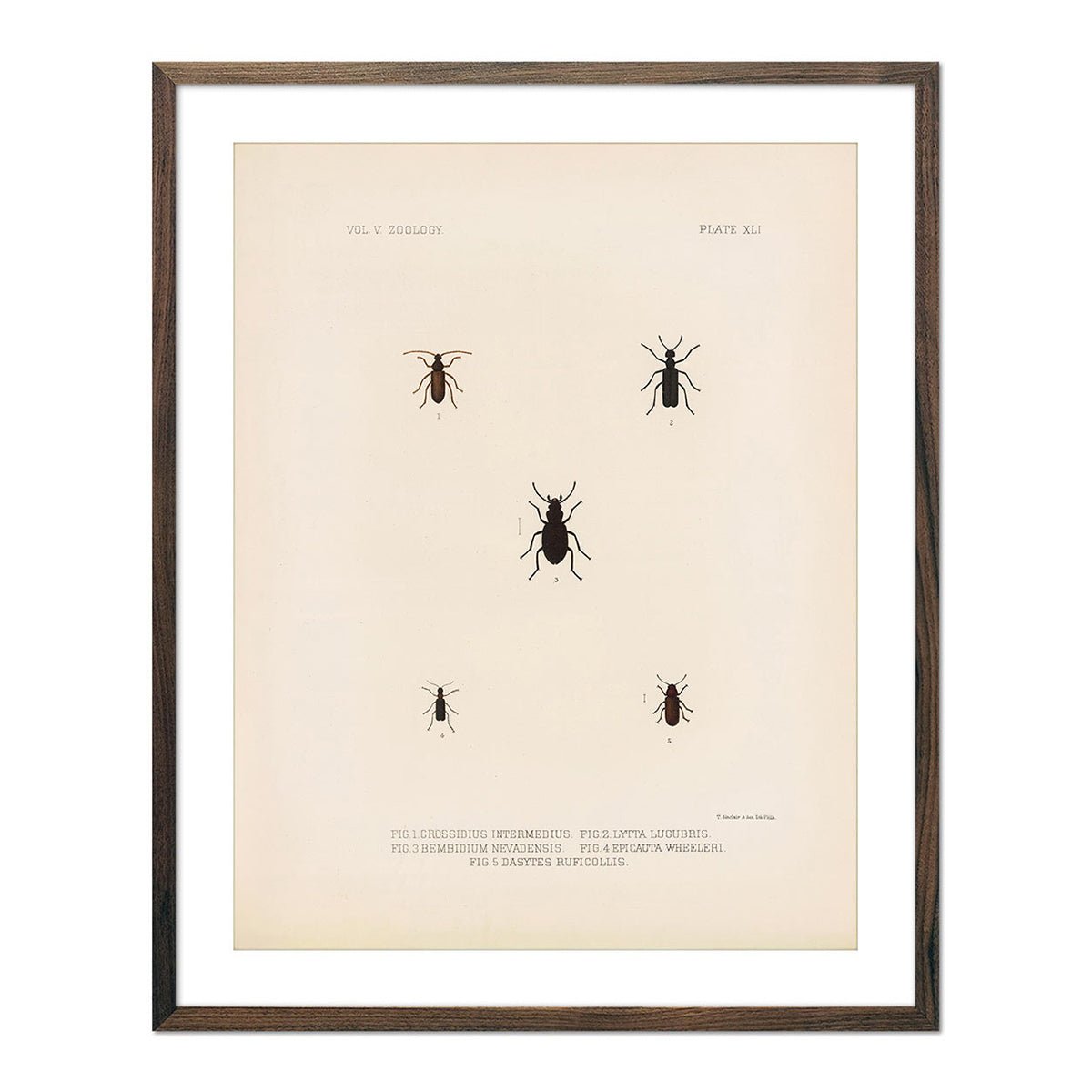 Beetles Art Print - Muir Way - Animals