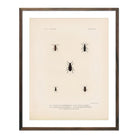 Beetles Art Print - Muir Way - Animals