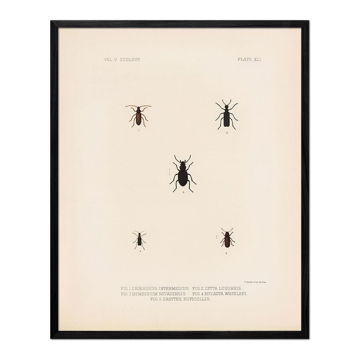 Beetles Art Print - Muir Way - Animals