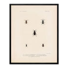 Beetles Art Print - Muir Way - Animals