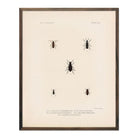 Beetles Art Print - Muir Way - Animals